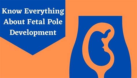 Fetal Pole: What Is A Fetal Pole & How To Maintain A Healthy Fetal Pole | Livlong