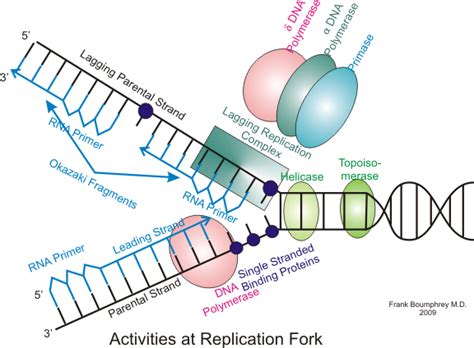 An Untangled Problem for Evolution: DNA Topoisomerase. | Come Reason's Apologetics Notes