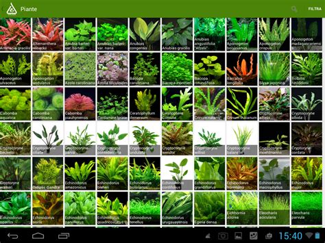 Aquarium plants | Freshwater plants, Planted aquarium, Freshwater aquarium plants