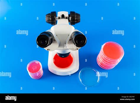 Petri dish with grown culture and microscope Stock Photo - Alamy