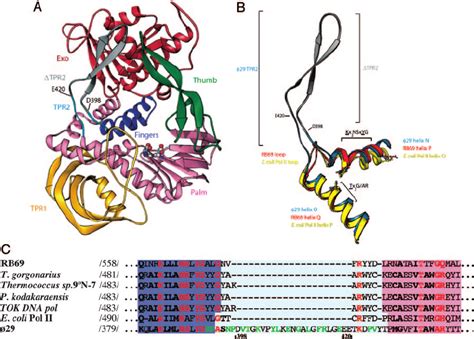 29 DNA polymerase TPR2, a specific subdomain of protein-priming DNA... | Download Scientific Diagram