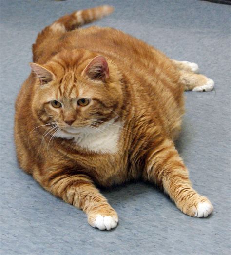 Former 41-pound fat cat slims to 19 pounds