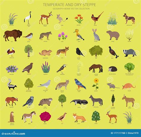 Temperate and Dry Steppe Biome, Natural Region Infographic. Prarie, Steppe, Grassland, Pampas ...