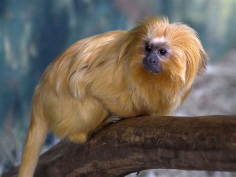 What causes habitat loss? - Zoo Atlanta