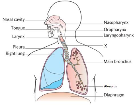 44 respiratory system labeled diagram - Labelgenics