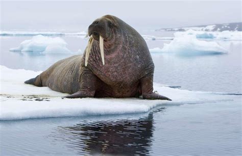 Walrus - Facts, Size, Weight, Habitat, Diet, Predators & Pictures