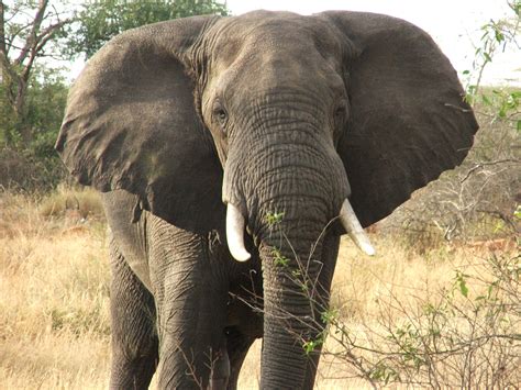 Safari the Serengeti and Ngorongoro Crater