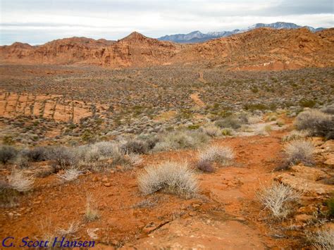 Red Cliffs Desert Reserve » Trail continues across desert scrub flatland