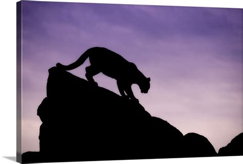 Mountain Lion silhouette, Yosemite National Park, California Wall Art, Canvas Prints, Framed ...