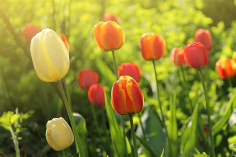 tulips, Flowers, Spring, Garden Wallpapers HD / Desktop and Mobile Backgrounds