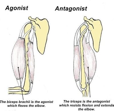 Muscle Roles: Synergist, Agonist, Antagonist, Stabilizer & Fixator