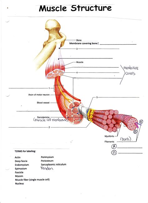 Complete anatomy of a muscle diagram - photohrom