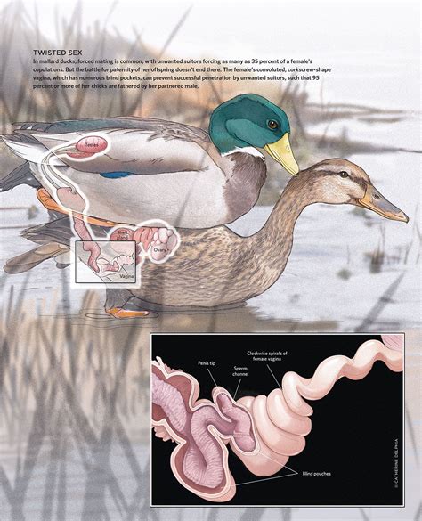 infographic bird physiology - Google Search | Duck, Male duck, Mallard duck