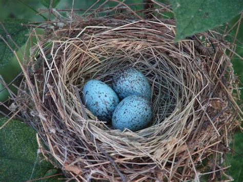 Summer Tanager nest with eggs | Bird prints, Prints, Eggs