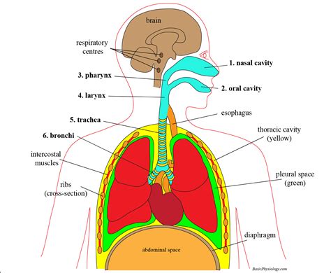 C.1. Introduction to the Respiratory System