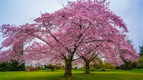 You Can Buy a Cherry Blossom Tree for Just $39 at The Home Depot