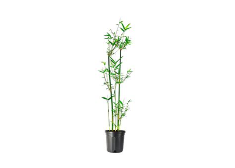 Buy Green Hedge Clumping Bamboo /Bambusa multiplex - Non-Invasive Form Online at desertcartUAE