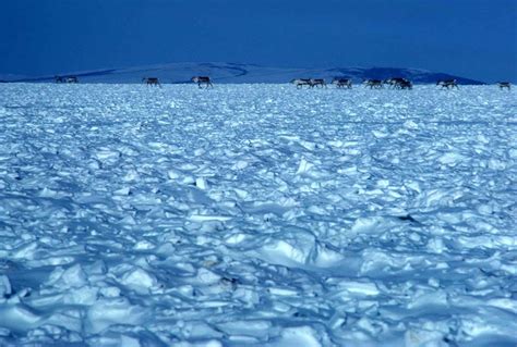 Free photograph; caribou, crossing, snowy, tundra