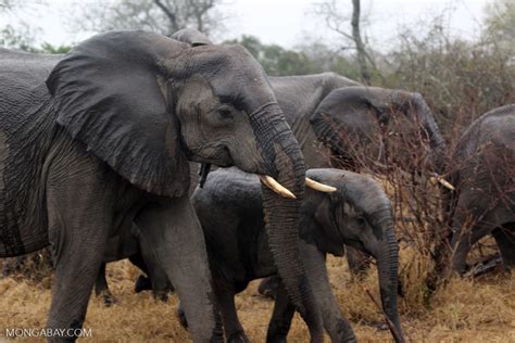 African elephant population declining at 8% per year