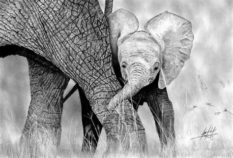 Mother and Baby Elephant Drawing by James Schultz | Pixels