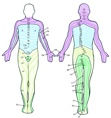 Lumbar Spine Dermatome Patterns