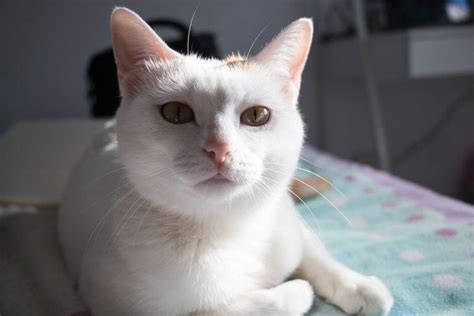 22 White Cat Breeds: Complete List with Info & Pictures | Pet Keen