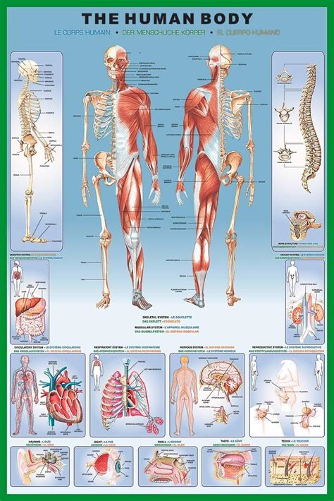 Complete body anatomy - cartlopi