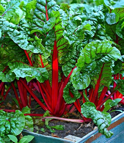 Swiss Chard (Ruby Red) [40+ Seeds] - Florida Seed & Garden