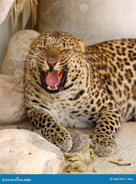 Roaring leopard stock image. Image of leopard, mammal - 2467913