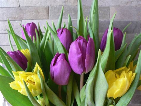 Screensaver: Purple Tulips Flowers Wallpapers