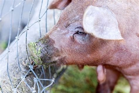 Red Wattle Pig: Hardy and Adaptable, Tasty Meat, Generous Litter Size, and Rapid Growth – FarmerDB