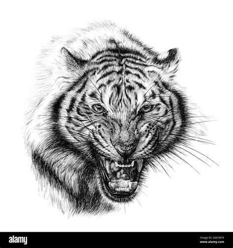 Angry Tiger Face Drawings