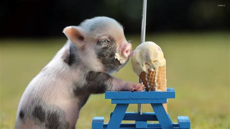 Piglet eating ice cream wallpaper - Funny wallpapers - #42372