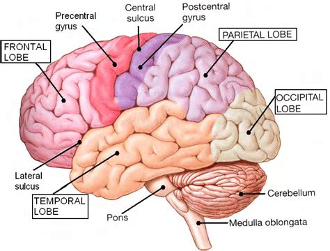 4 The four lobes of the cerebrum [120]. | Download Scientific Diagram | Occipital lobe, Lobes ...