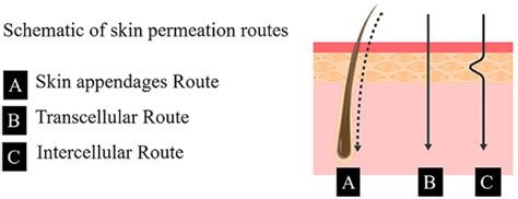 Transdermal route of drug absorption. Copyright 2017, American Chemical... | Download Scientific ...