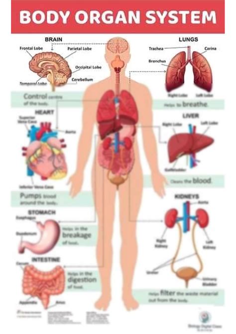 Human Body Organs Diagram