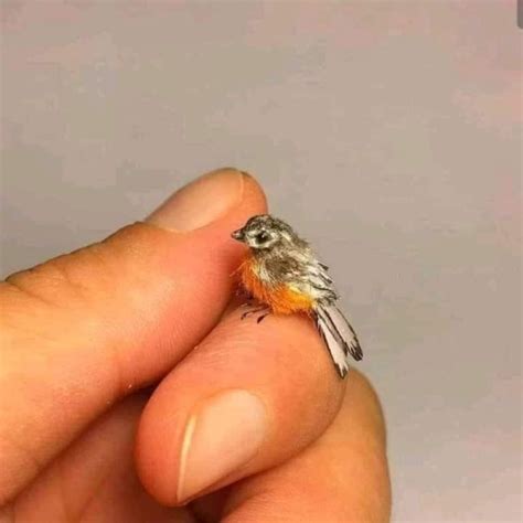 FACT CHECK: Does This Image Show The World’s Smallest Bird Species? | Check Your Fact