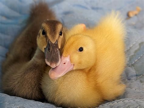 Why mail-order ducklings in Valley Stream are no quacking matter | Herald Community Newspapers ...