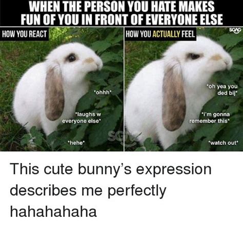 Image result for cute baby bunny memes | Cute baby bunnies, Baby bunnies, Kids zoo