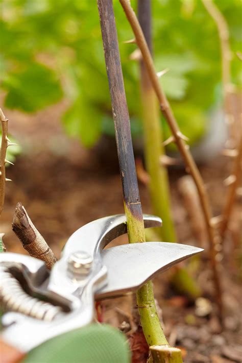 When Should You Cut Back Rose Bushes - Back Gardener