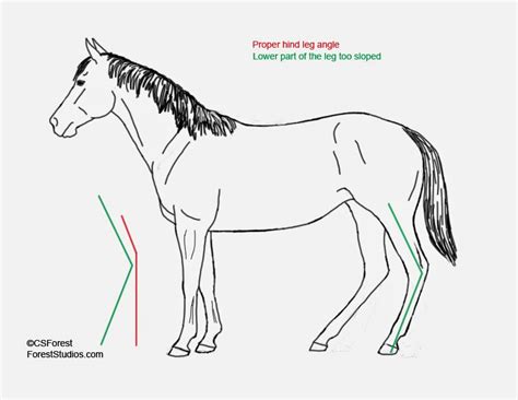 Crista Forest's Animals & Art: How To Draw Animals - Horse Legs - Part 1