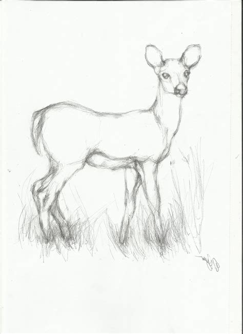 Easy Sketch Animals at PaintingValley.com | Explore collection of Easy Sketch Animals