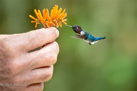 Bee Hummingbird, World's Smallest Bird : aww