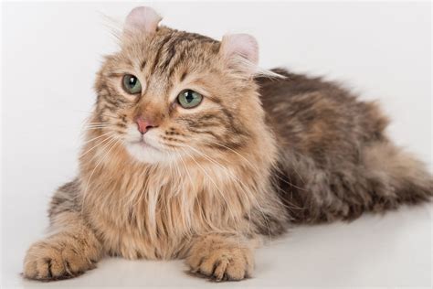 American Curl: Cat Breed Profile, Characteristics & Care