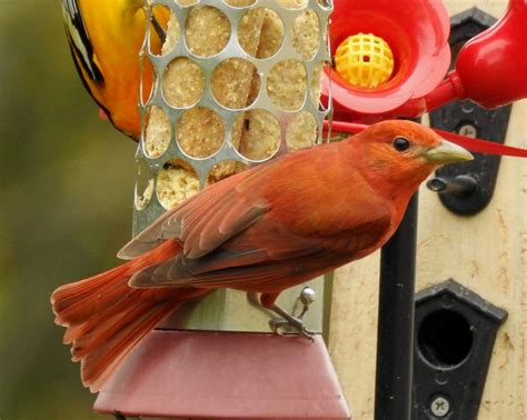 Bev's Nature Blog: Summer Tanager