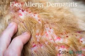 flea allergy dermatitis - Cat Tales