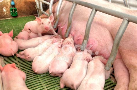 Momma Pig Feeding Baby Pigs Stock Photo | Royalty-Free | FreeImages