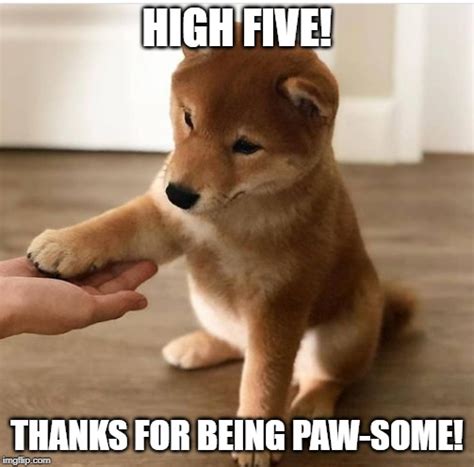 Dog High Five Meme