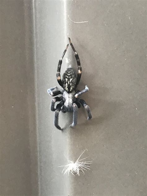 Prettiest Grey house spider or something else? Perth, Western Australia : r/arachnids