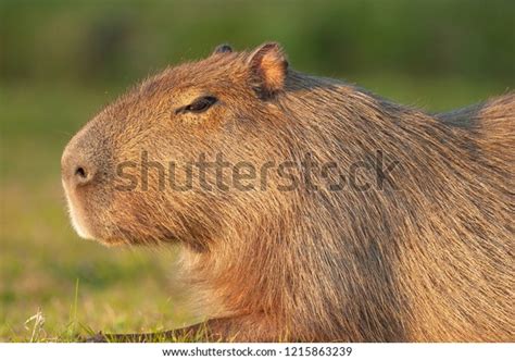 Portrait Capybara Natural Habitat Stock Photo 1215863239 | Shutterstock